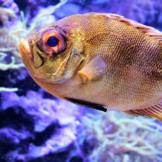 Picture of Katla fish