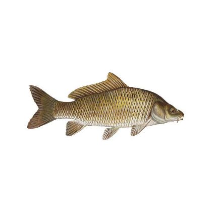 Picture of Carp fish