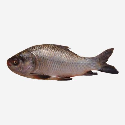 Picture of Katla fish