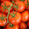 Picture of Tomatoes